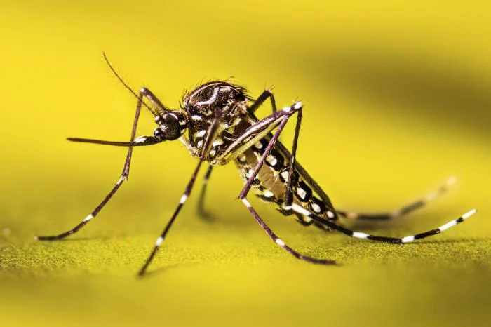 Yellow Fever Mosquito (Aedes aegypti) identification photo