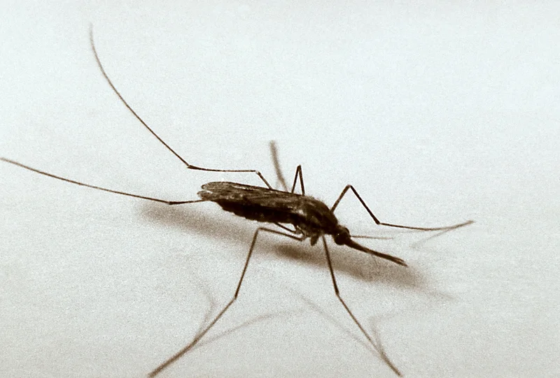 Common Malaria Mosquito (Anopheles quadrimaculatus) identification photo