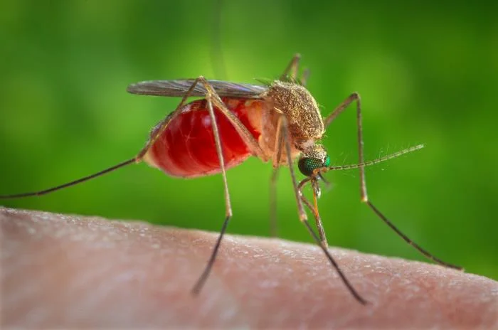 Southern House Mosquito (Culex quinquefasciatus) identification photo