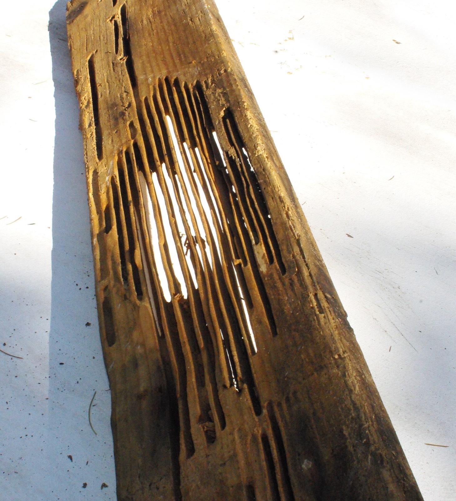A structural board split open to show long smooth carpenter ant galleries running with the grain