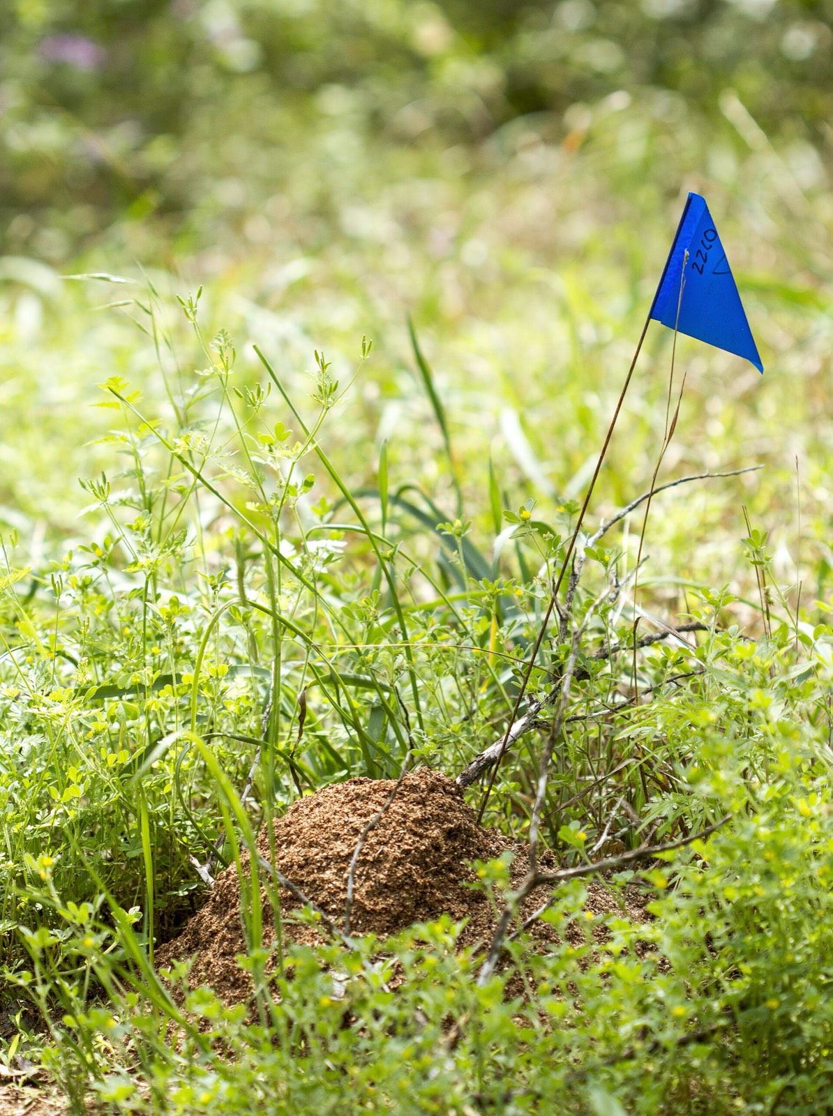 A fire ant mound in green vegetation with a blue research flag beside it