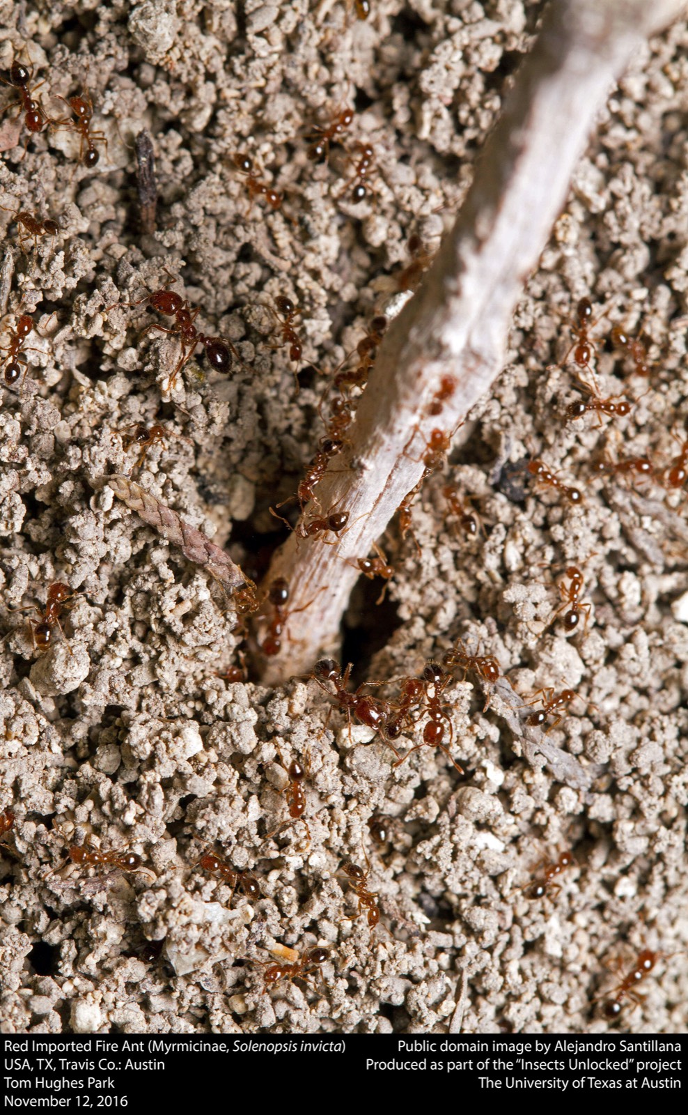 Red imported fire ant workers swarming over disturbed pale mound soil