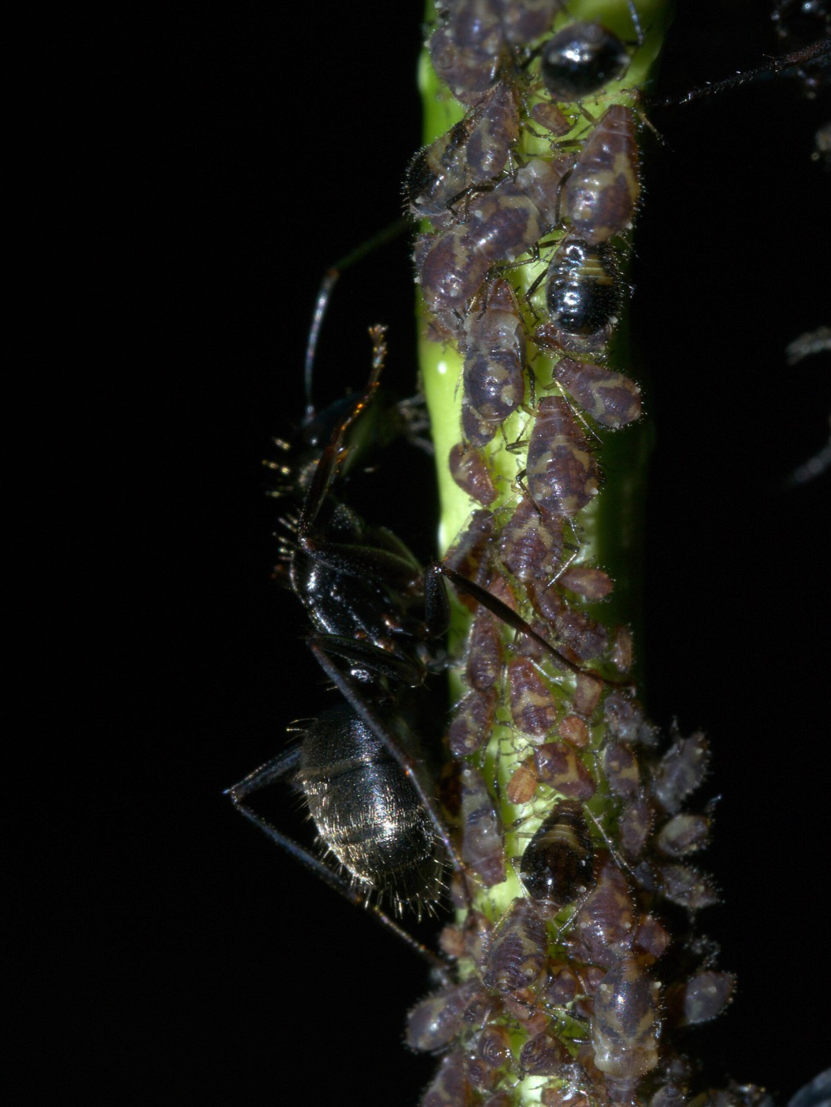 A black carpenter ant tending a dense colony of aphids on a green stem at night