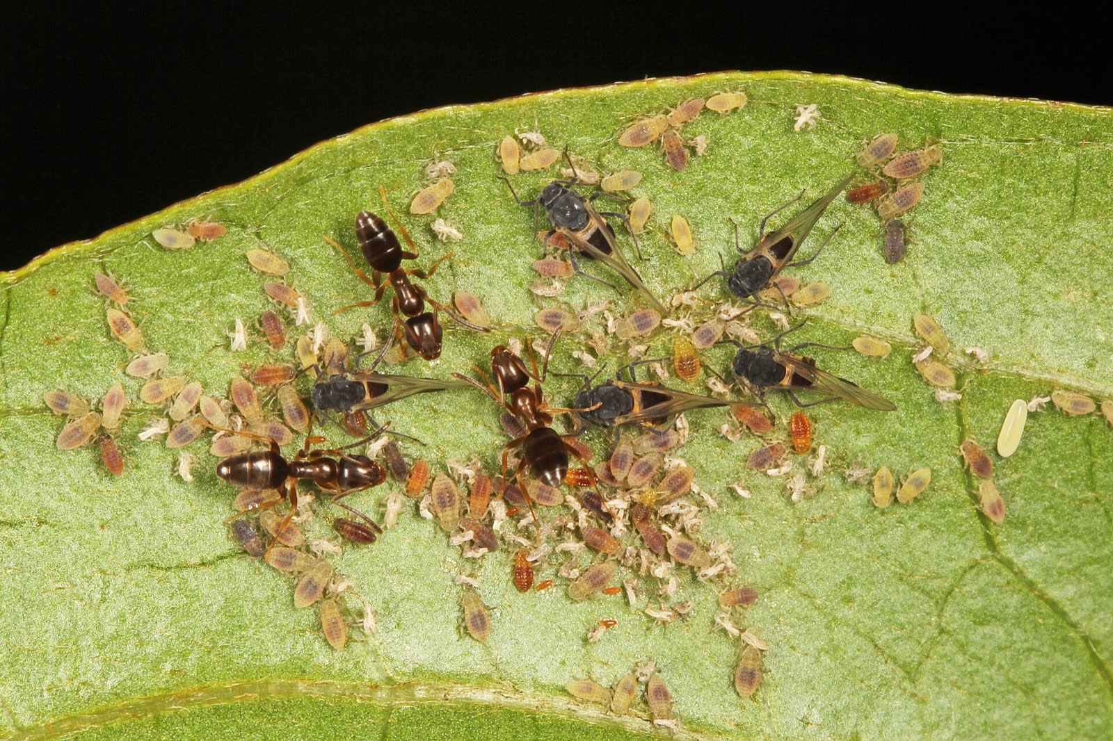 Odorous house ants tending aphids along the edge of a green leaf