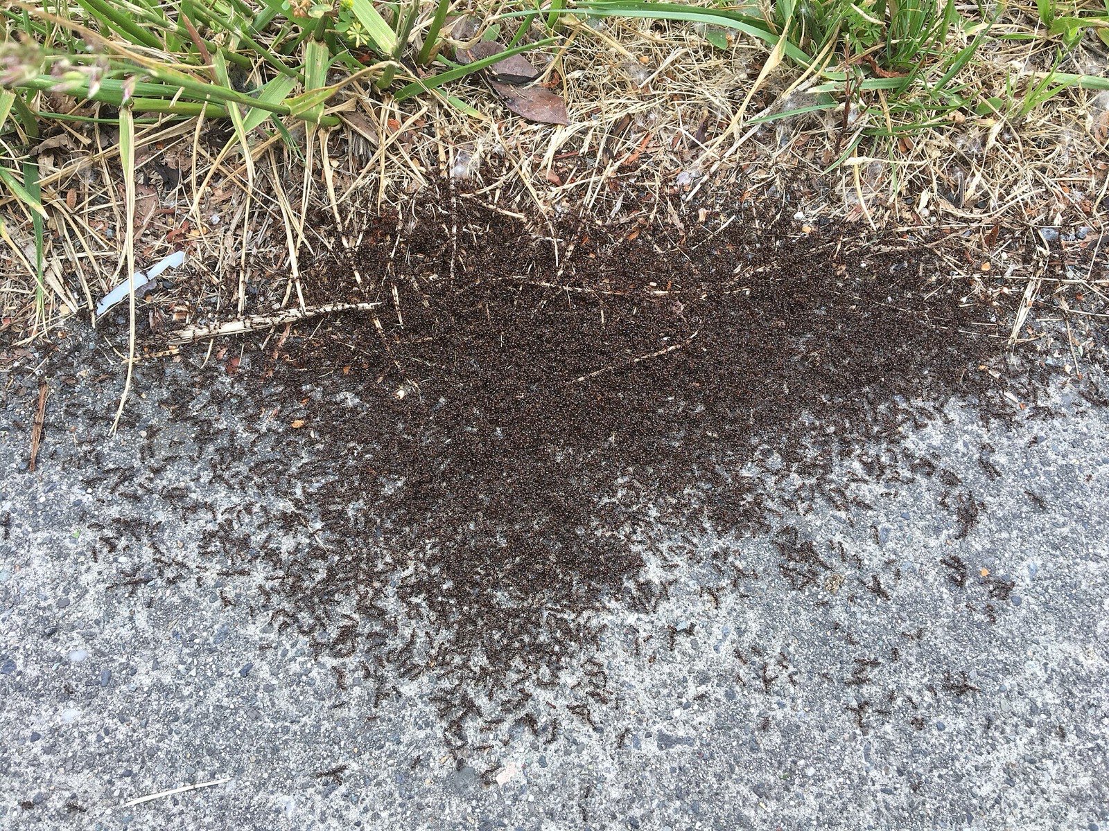 Thousands of pavement ants massed in a dark writhing patch where grass meets a concrete path