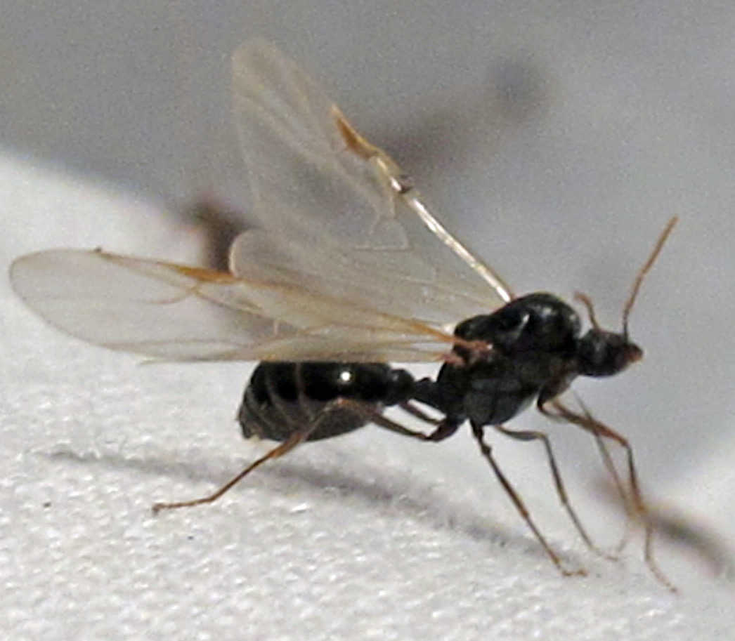 A winged male ant in profile showing elbowed antennae, a pinched waist and a front wing longer than the hind wing