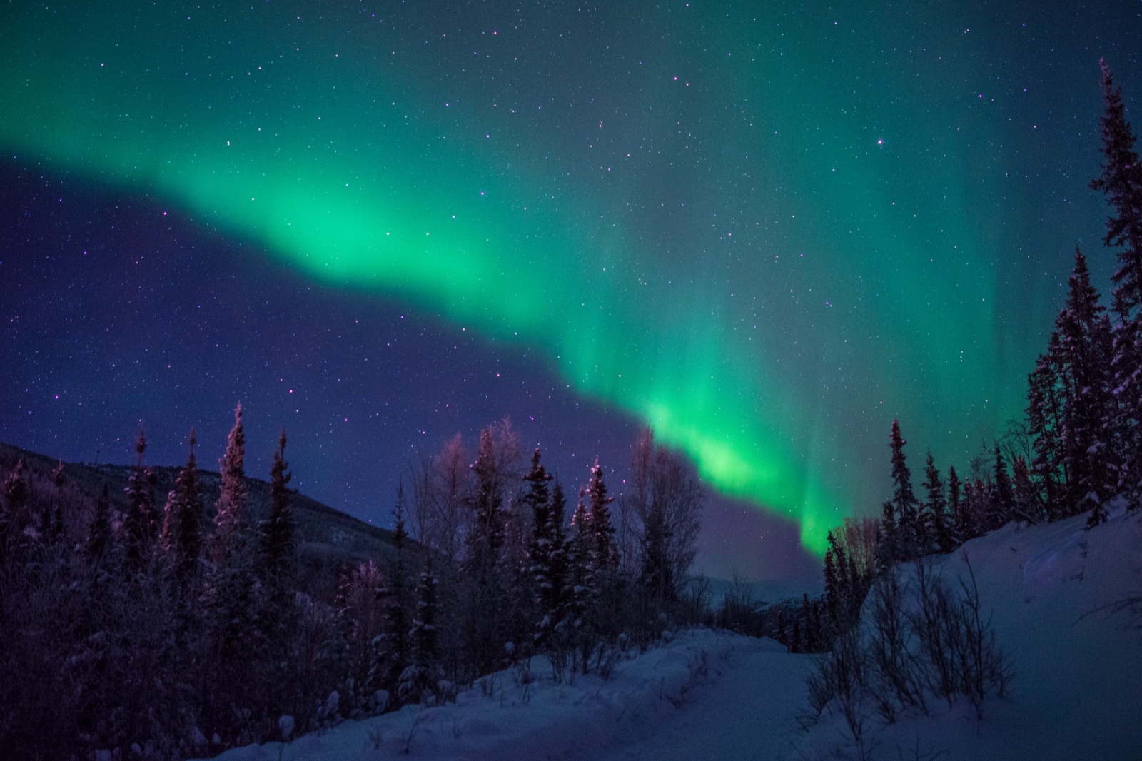 Green aurora arc over a snowy spruce forest near Chena Hot Springs, Alaska
