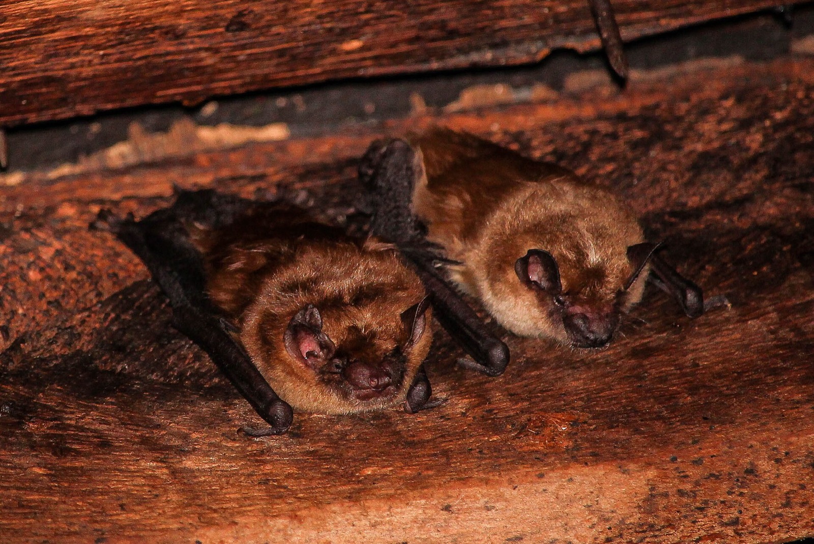 A cluster of big brown bats roosting in the roof structure of a barn