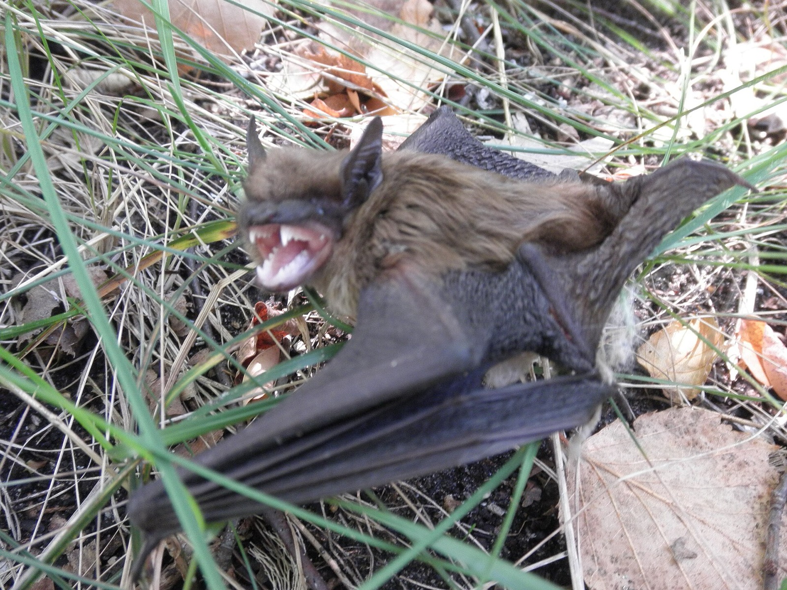 A big brown bat photographed close up in daylight