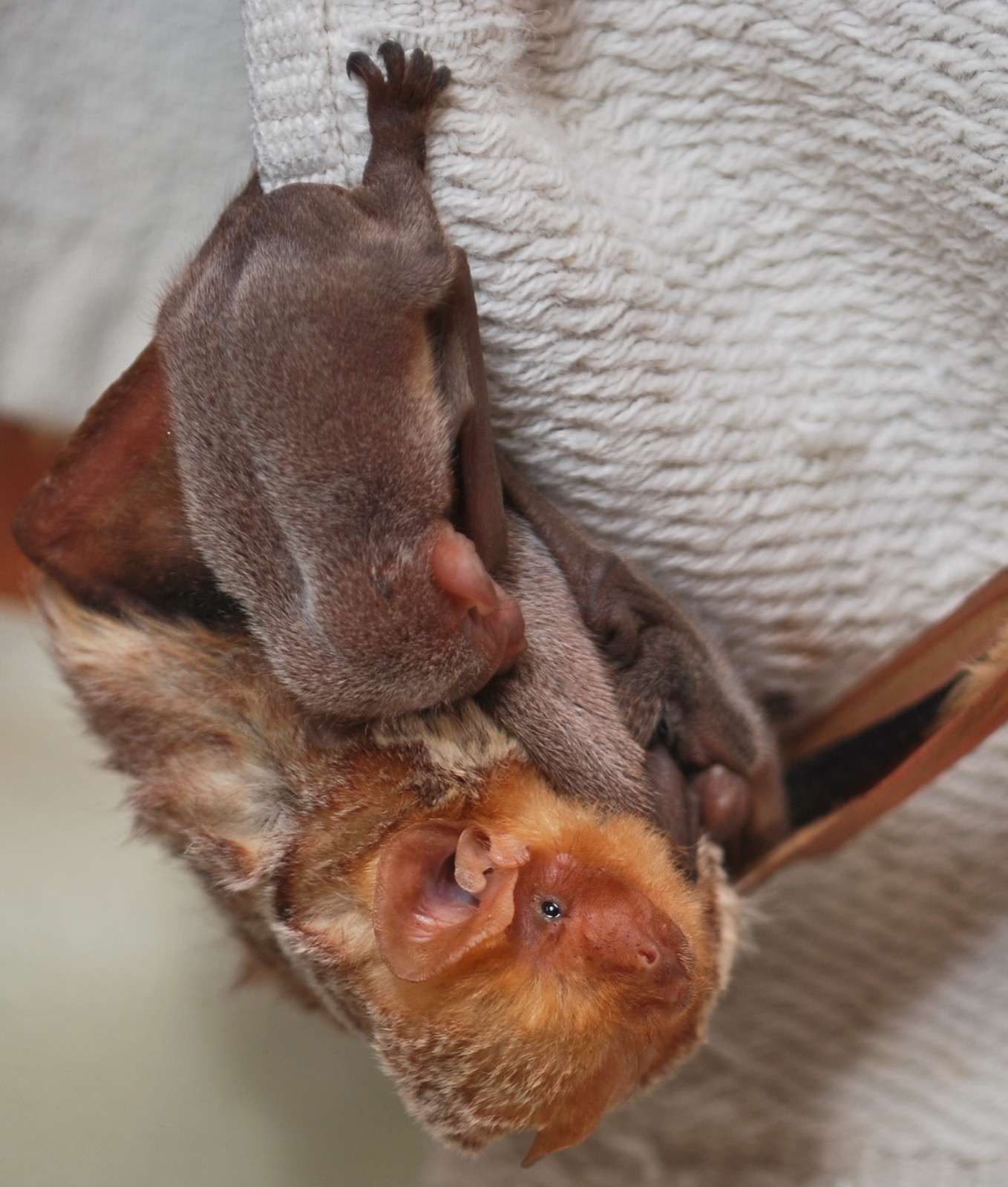 An adult eastern red bat with three clinging pups