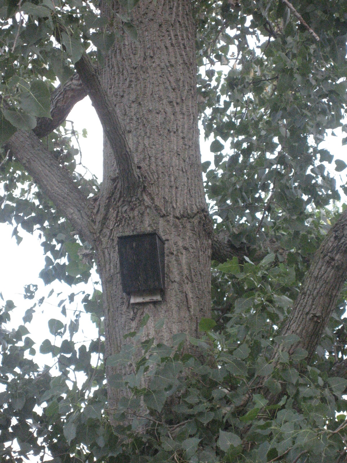 A wooden bat house mounted on the side of a tree