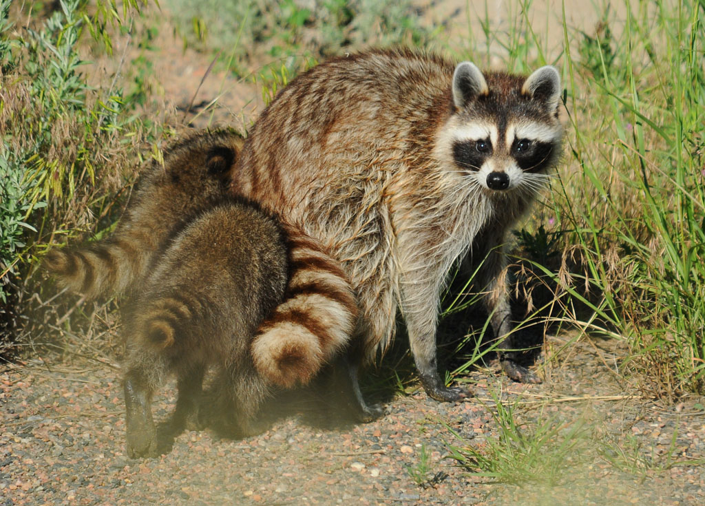 An adult raccoon with young at a national wildlife refuge