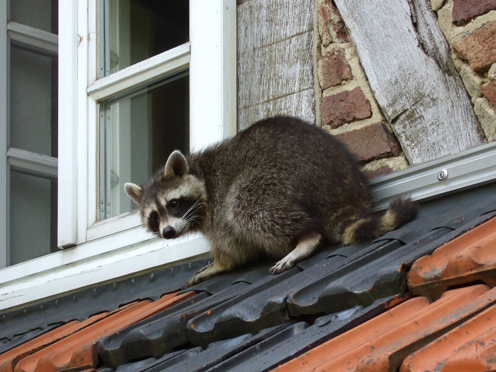 A raccoon standing on a tiled roof next to an open window