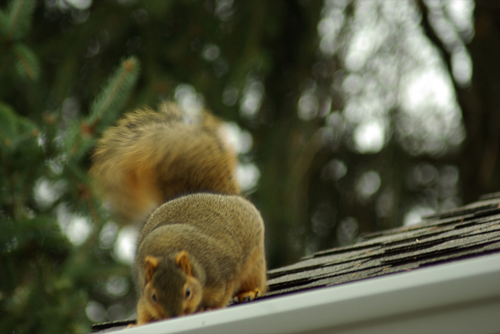 A fox squirrel sitting on the shingles of a house roof