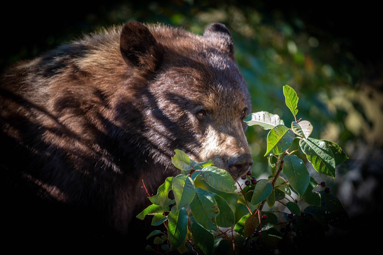 The face of a brown colored black bear among green serviceberry leaves, eating berries, against a dark background