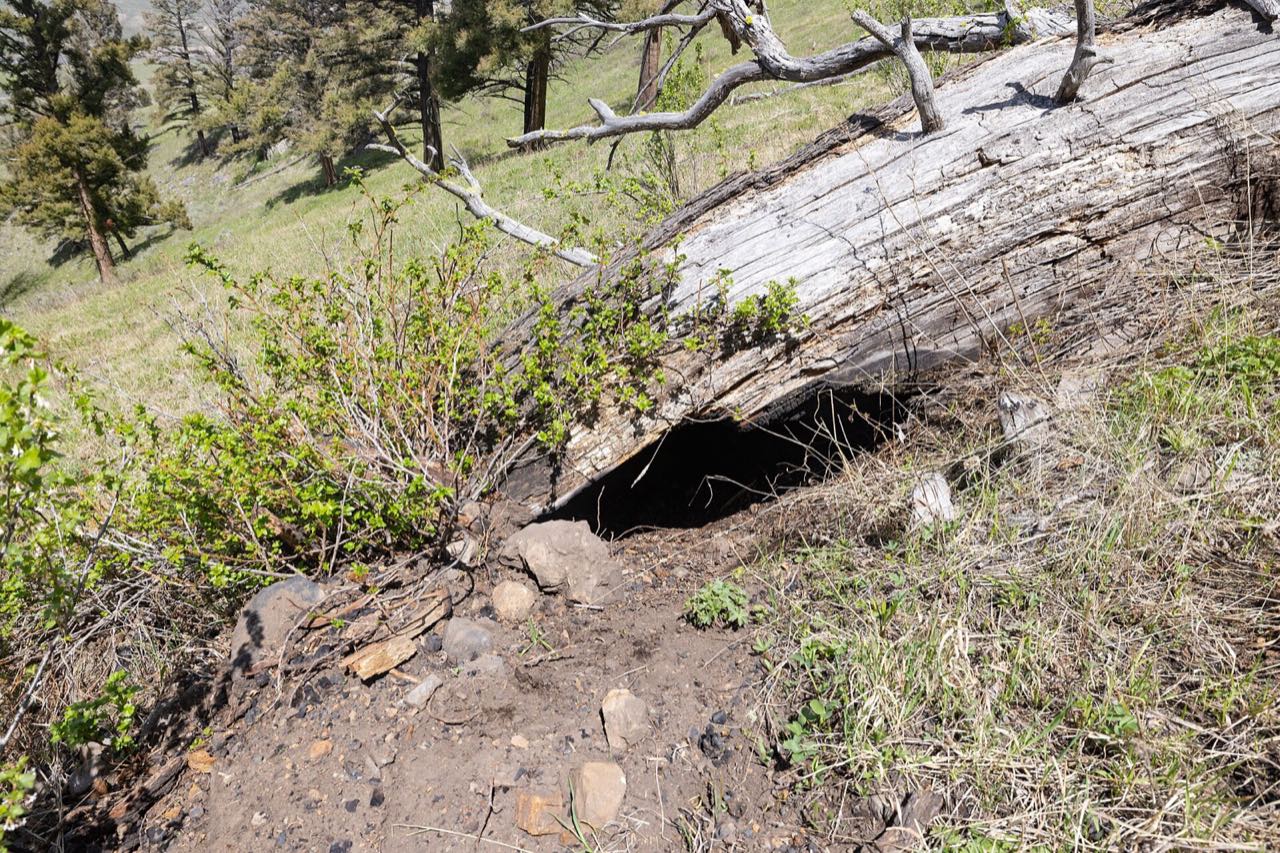 A dark opening dug into a hillside underneath a large grey fallen tree trunk, with green plants around it