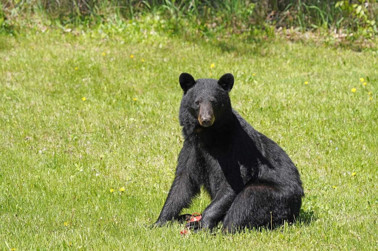 A black bear sitting on a mowed lawn with a red hummingbird feeder on the grass at its front paws