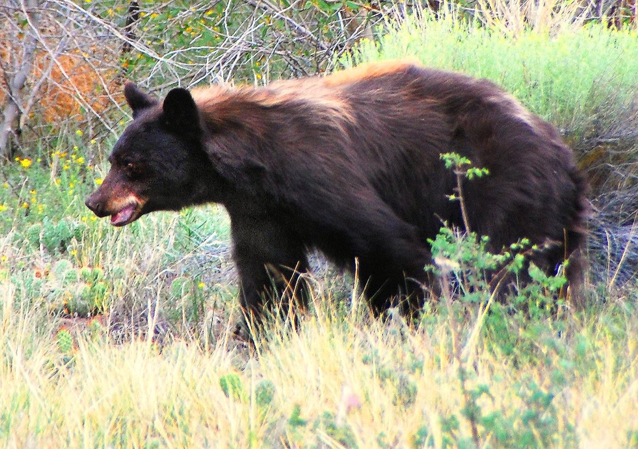 A cinnamon brown black bear walking through low shrubs and dry grass
