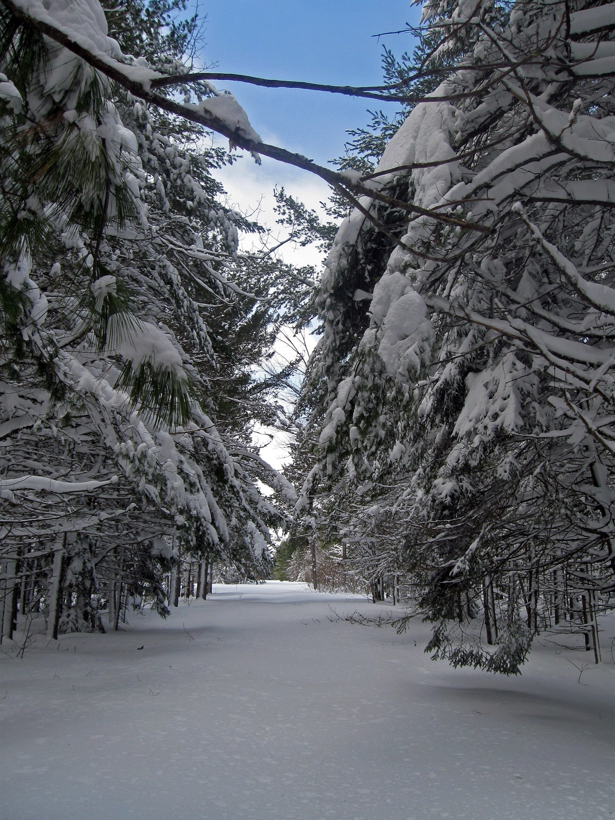 A snow covered track running between pines bent low under heavy snow, with a strip of blue sky above
