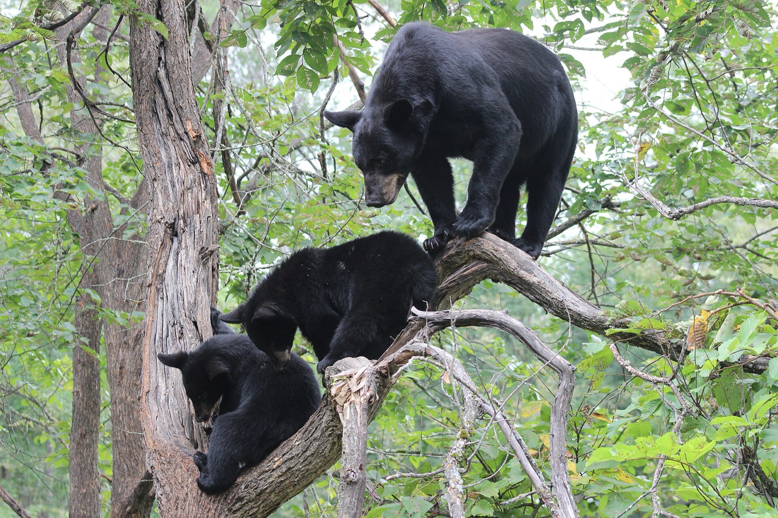 An adult black bear standing on a broken limb high in a hardwood tree above two small cubs, all three looking down