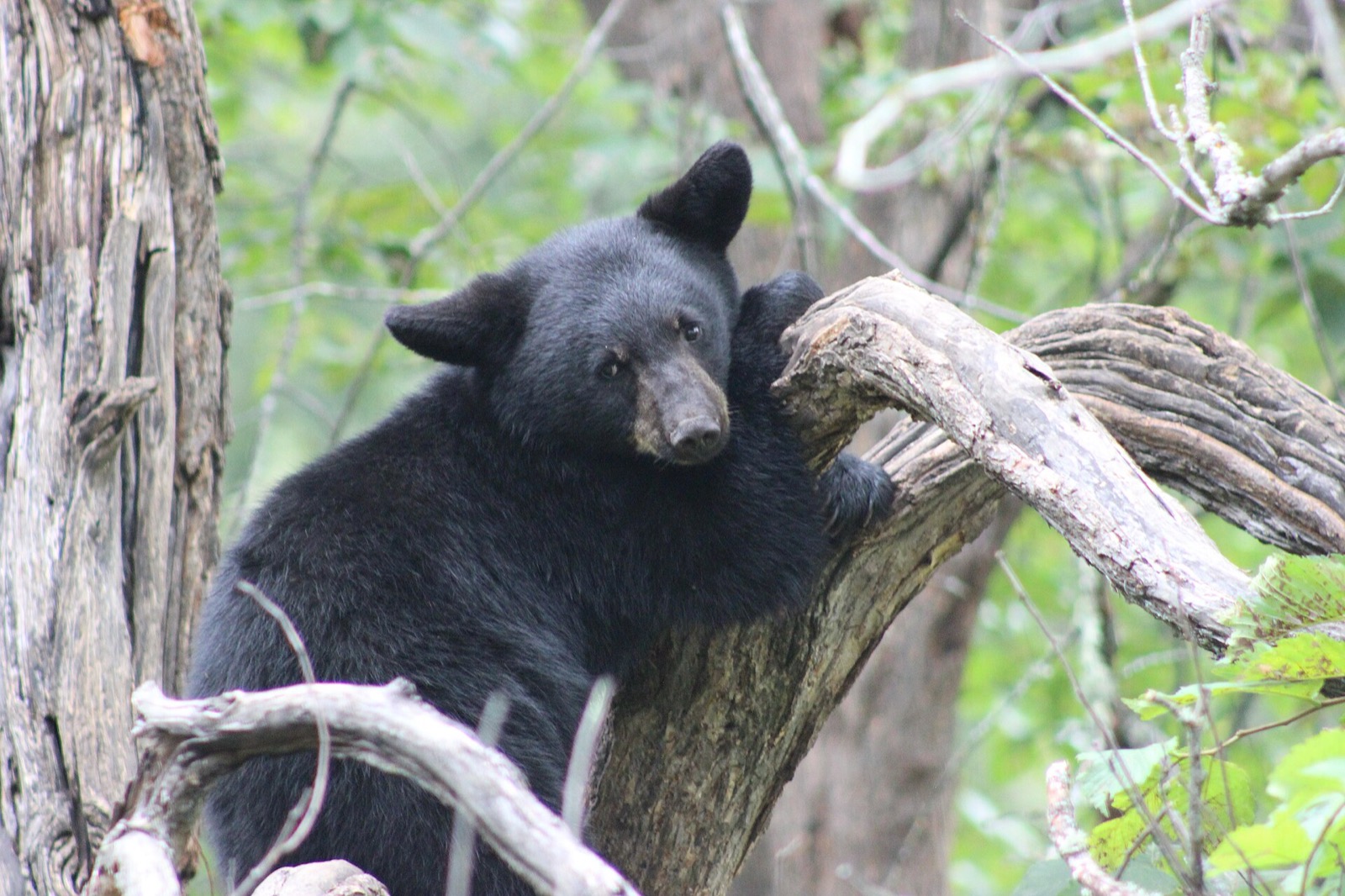 A young black bear resting its chin on a bare dead branch in a green hardwood forest, ears forward, looking at the camera