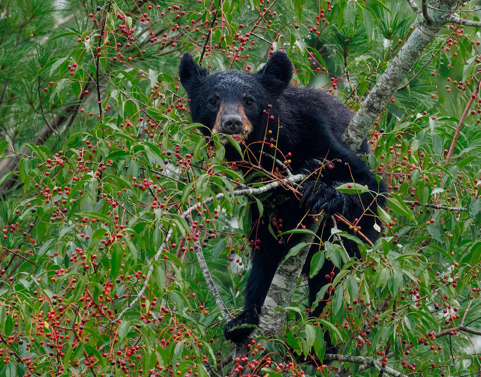 A young black bear perched high in a black cherry tree heavy with red fruit, looking straight out through the leaves