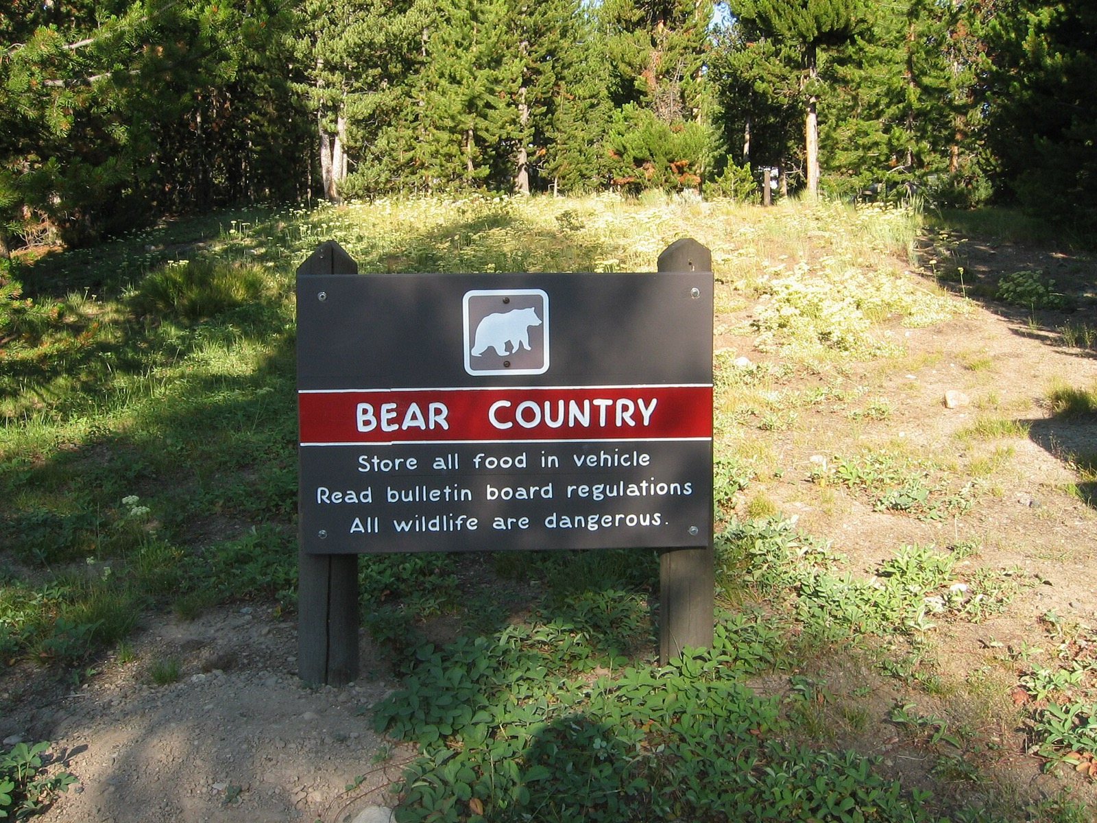 A brown wooden Bear Country sign with a white bear pictogram and a red band, on two posts at the edge of a lodgepole pine campground in low sun