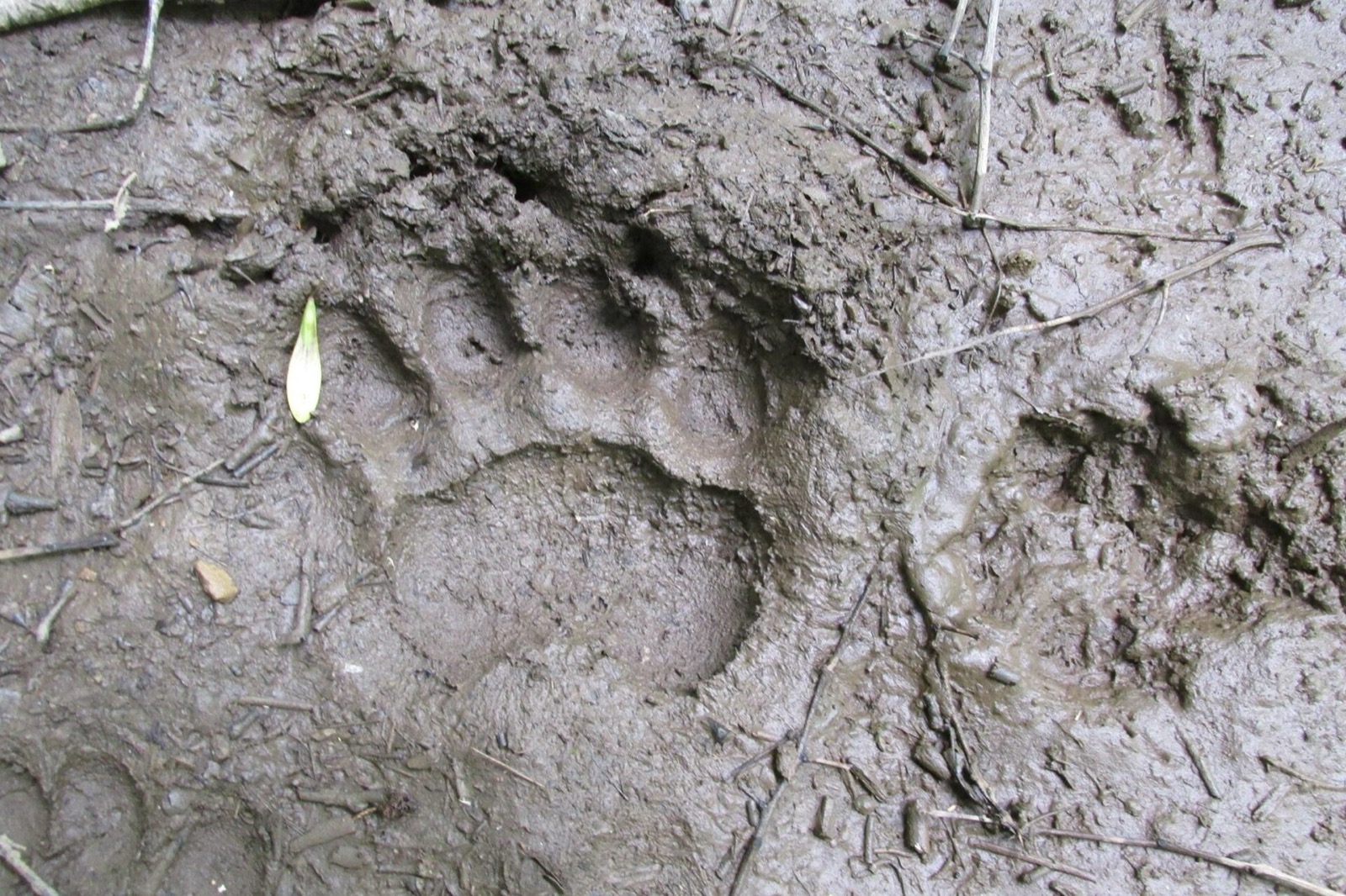 A black bear track pressed into wet grey mud, five rounded toes in an arc above a broad pad, with a second fainter print beside it
