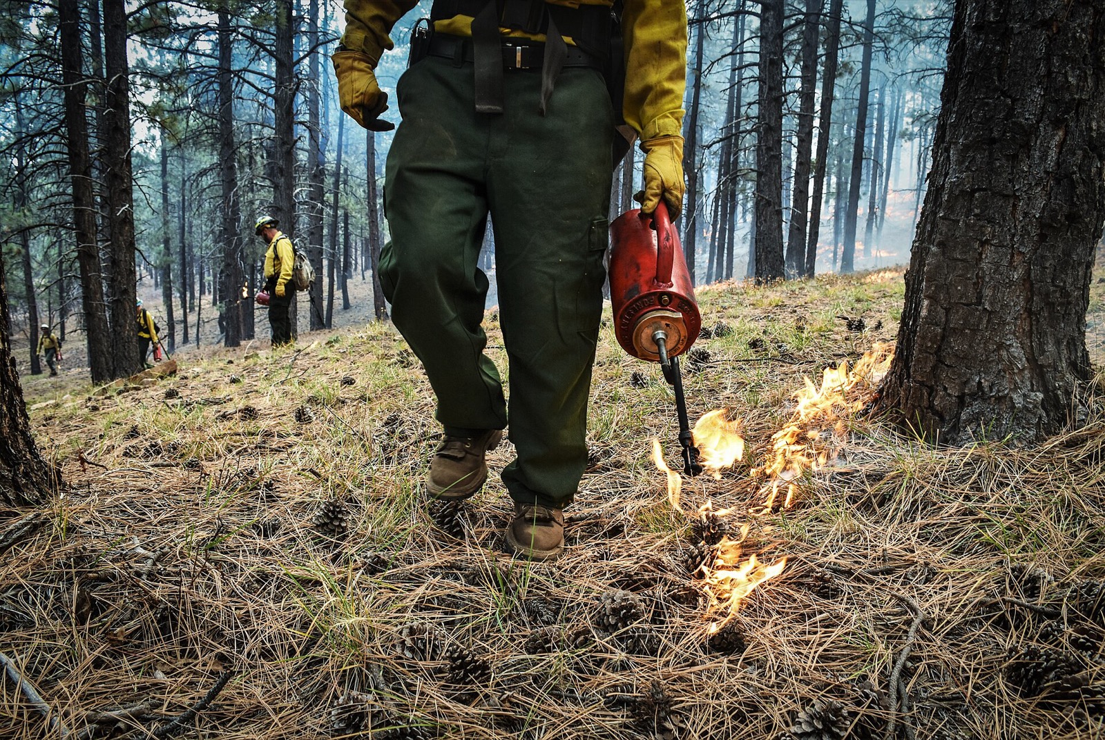 A close low view of a wildland crew member walking through pine needles and cones, trailing a line of low flame from a red drip torch, with two more crew working in the smoke behind