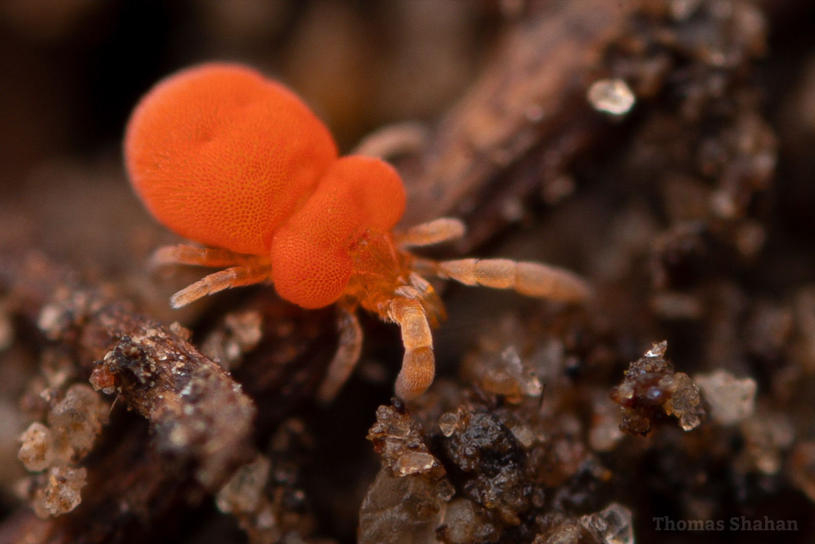 Macro photograph of a red trombiculid mite on a leaf in Oklahoma