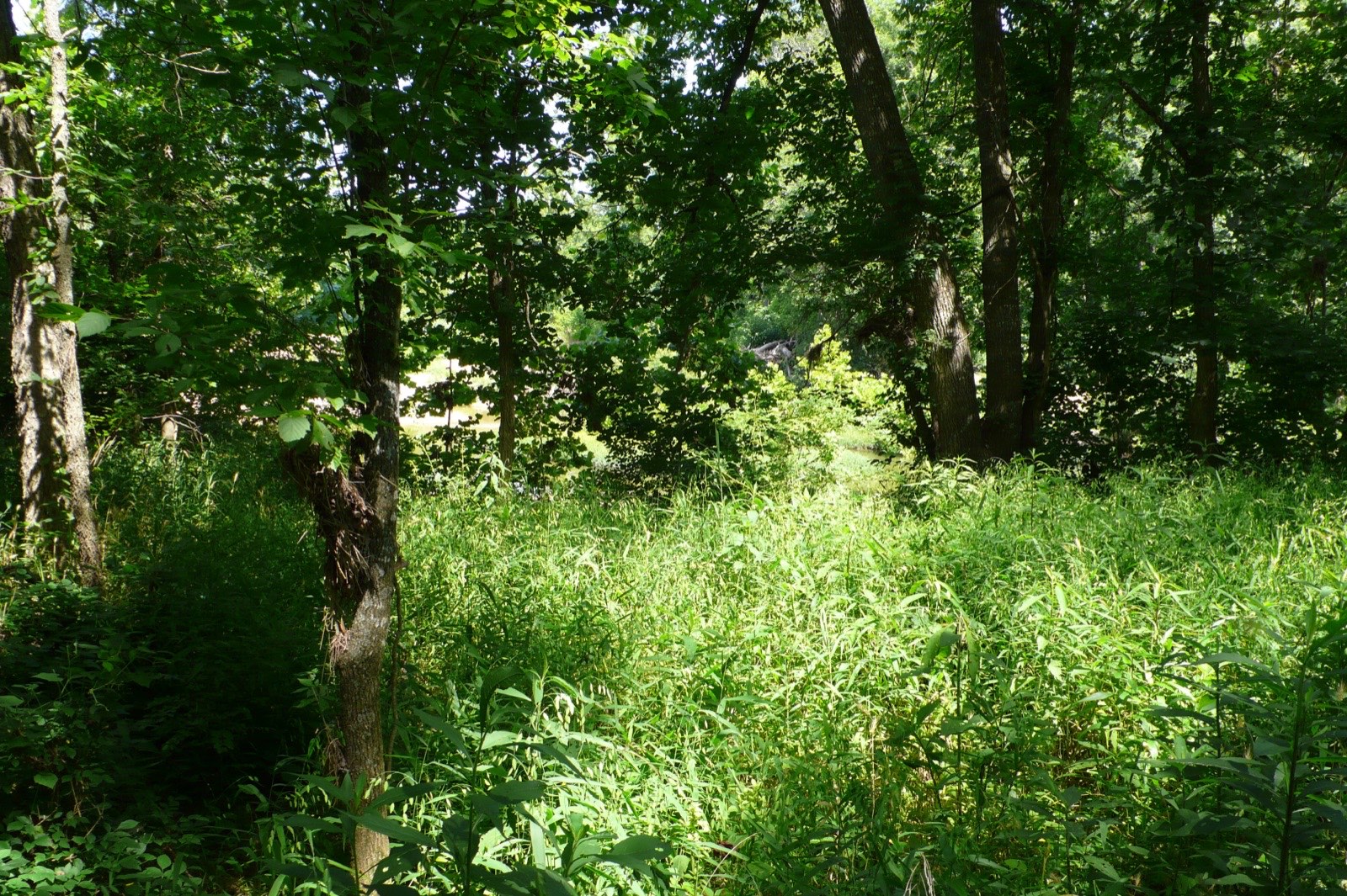 Thick summer grass beside an Ozark spring in Missouri