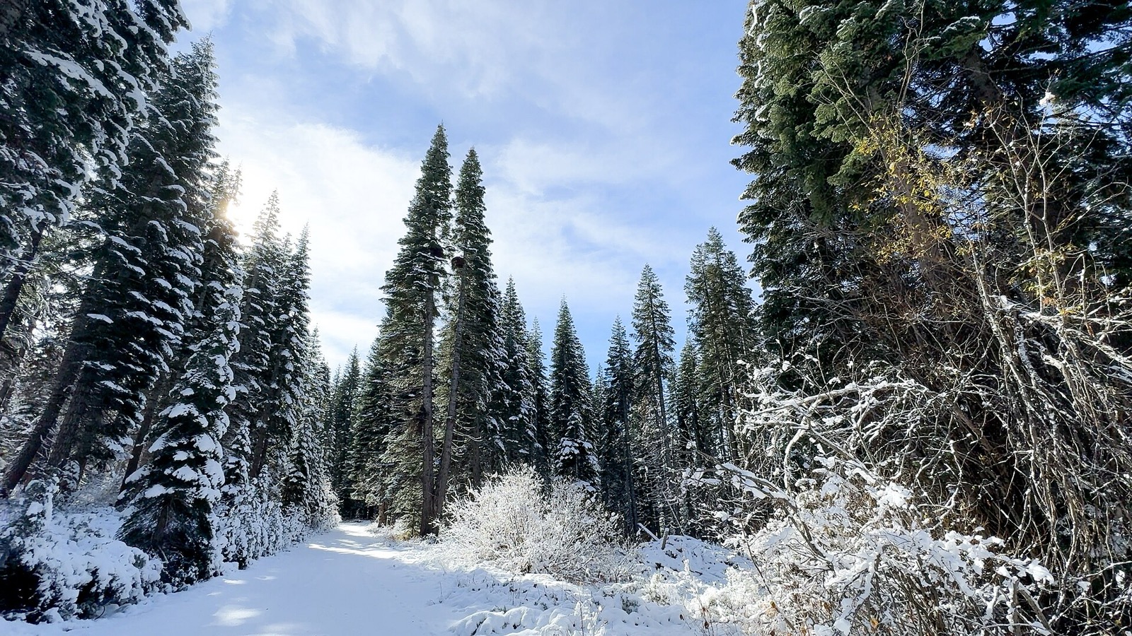 Tall snow covered conifers lining a snowy forest road under a bright blue sky