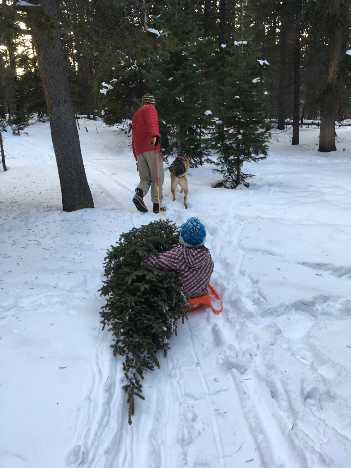 A small child in a knit hat rides a sled beside a cut fir tree on a snowy forest track, an adult and a dog walking ahead