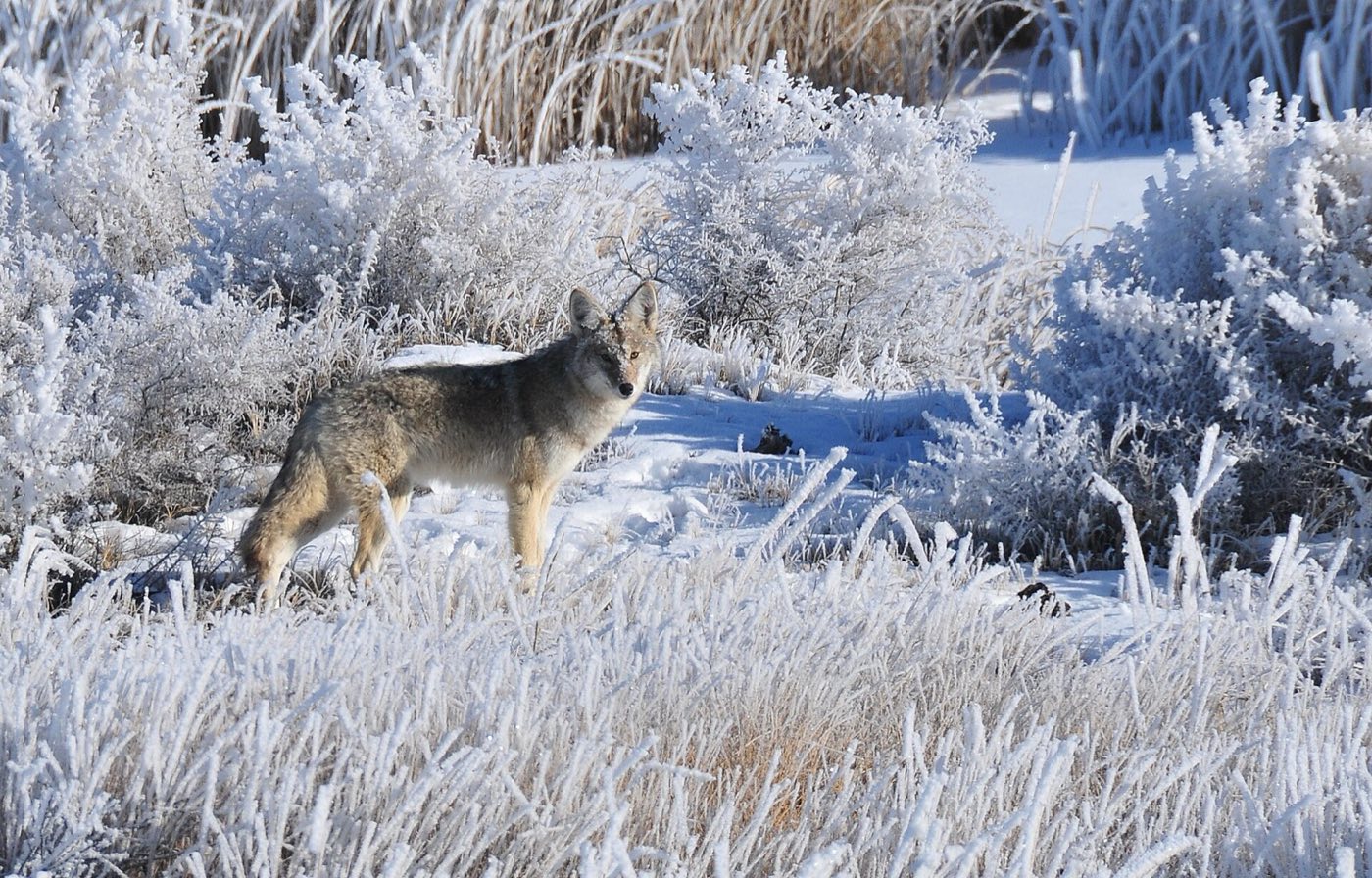 A coyote standing among sagebrush and grass coated white with hoar frost, looking toward the camera