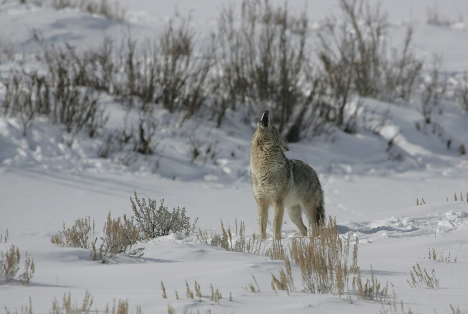 A coyote standing in deep snow among sagebrush with its head tipped back, howling