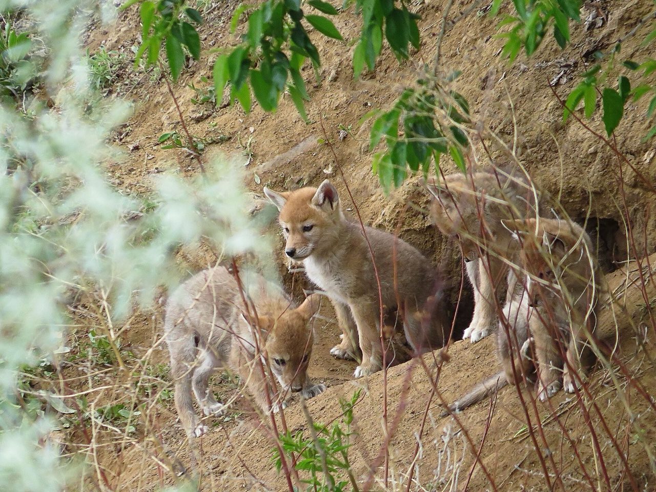 Four young coyote pups outside a den dug into a dirt bank, one standing at the entrance looking out