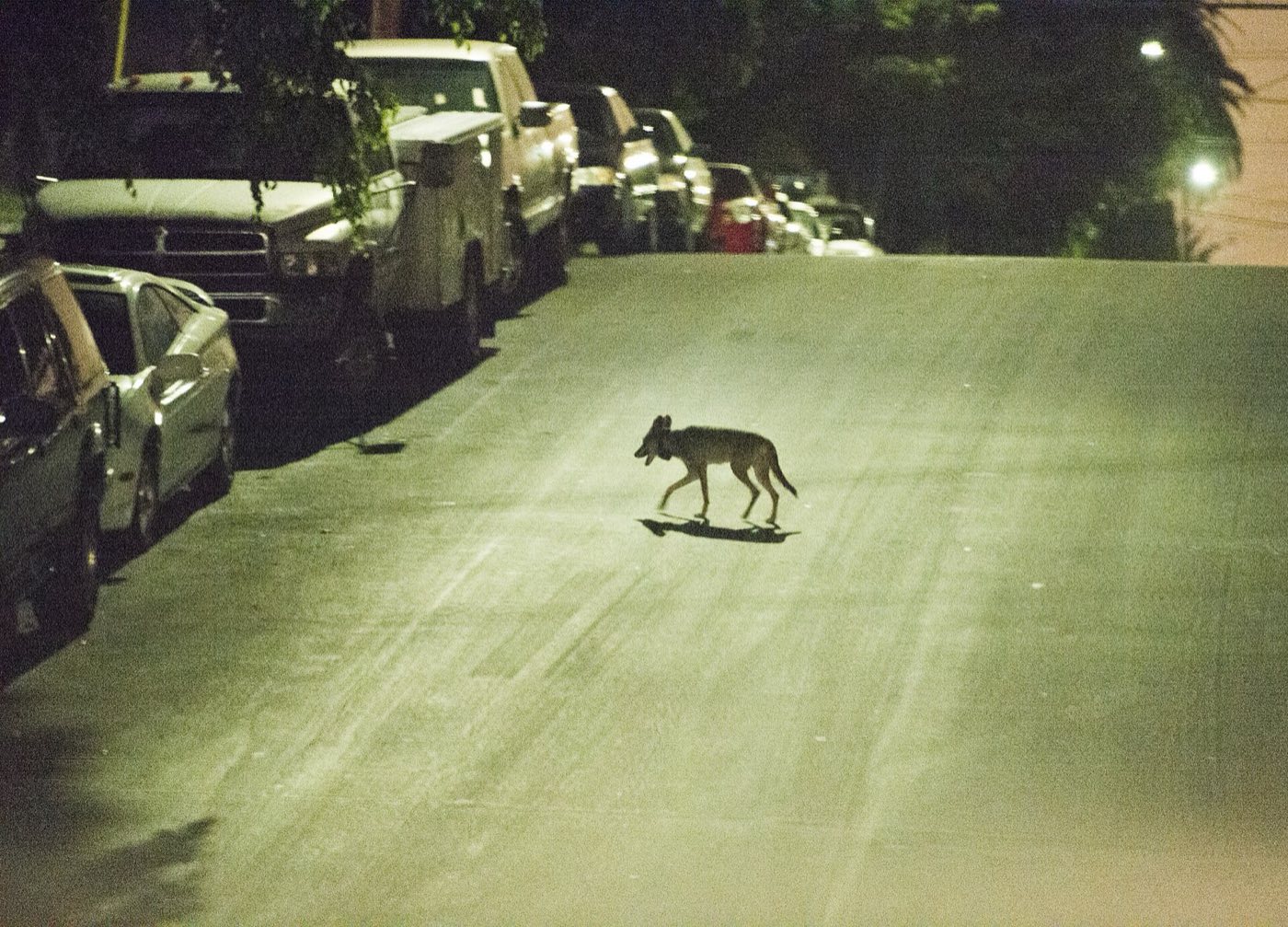 A coyote trotting across a residential street at night past parked trucks and cars under a streetlight