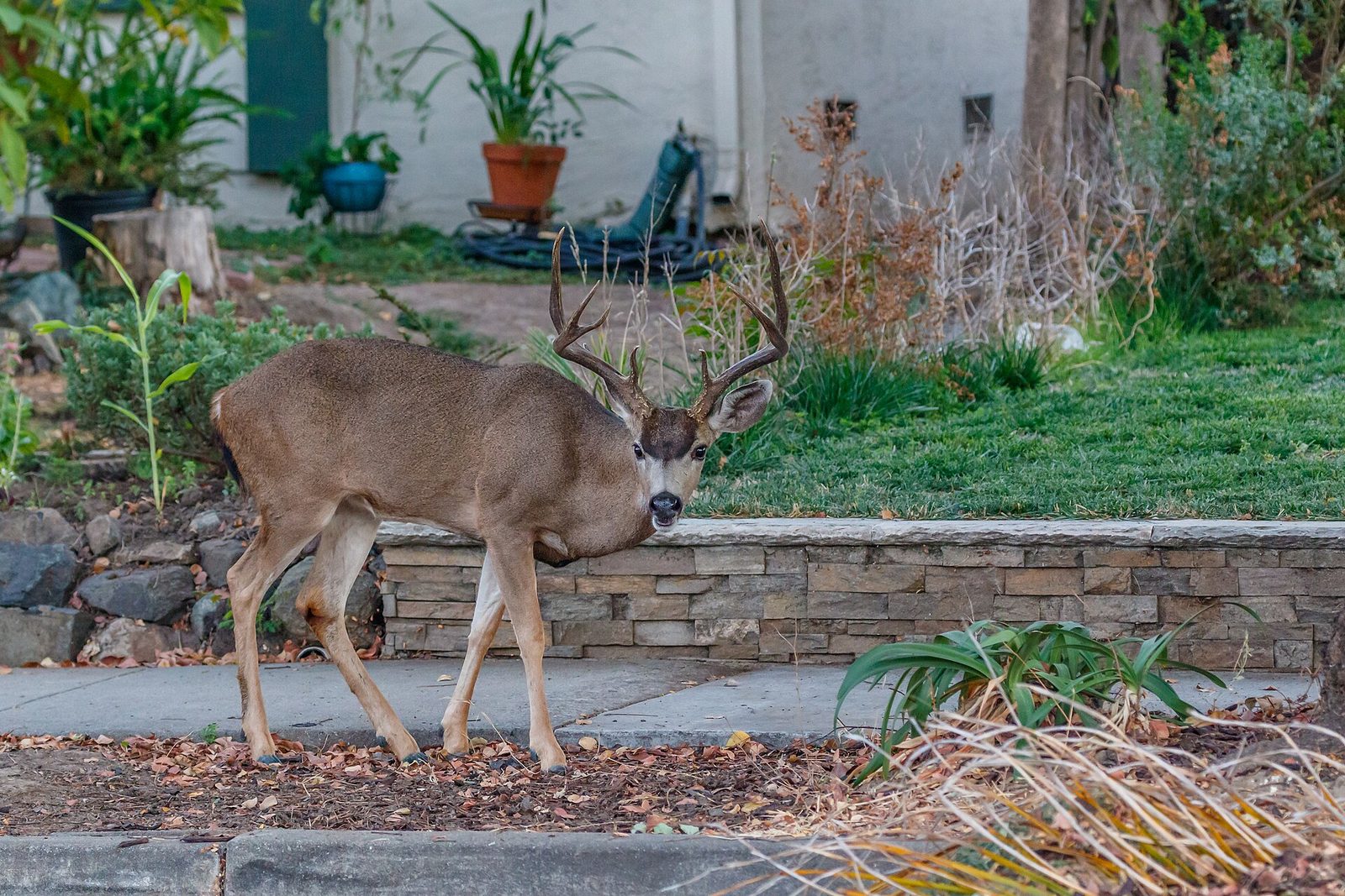 A Columbian black-tailed buck walking along a garden sidewalk past a stone retaining wall