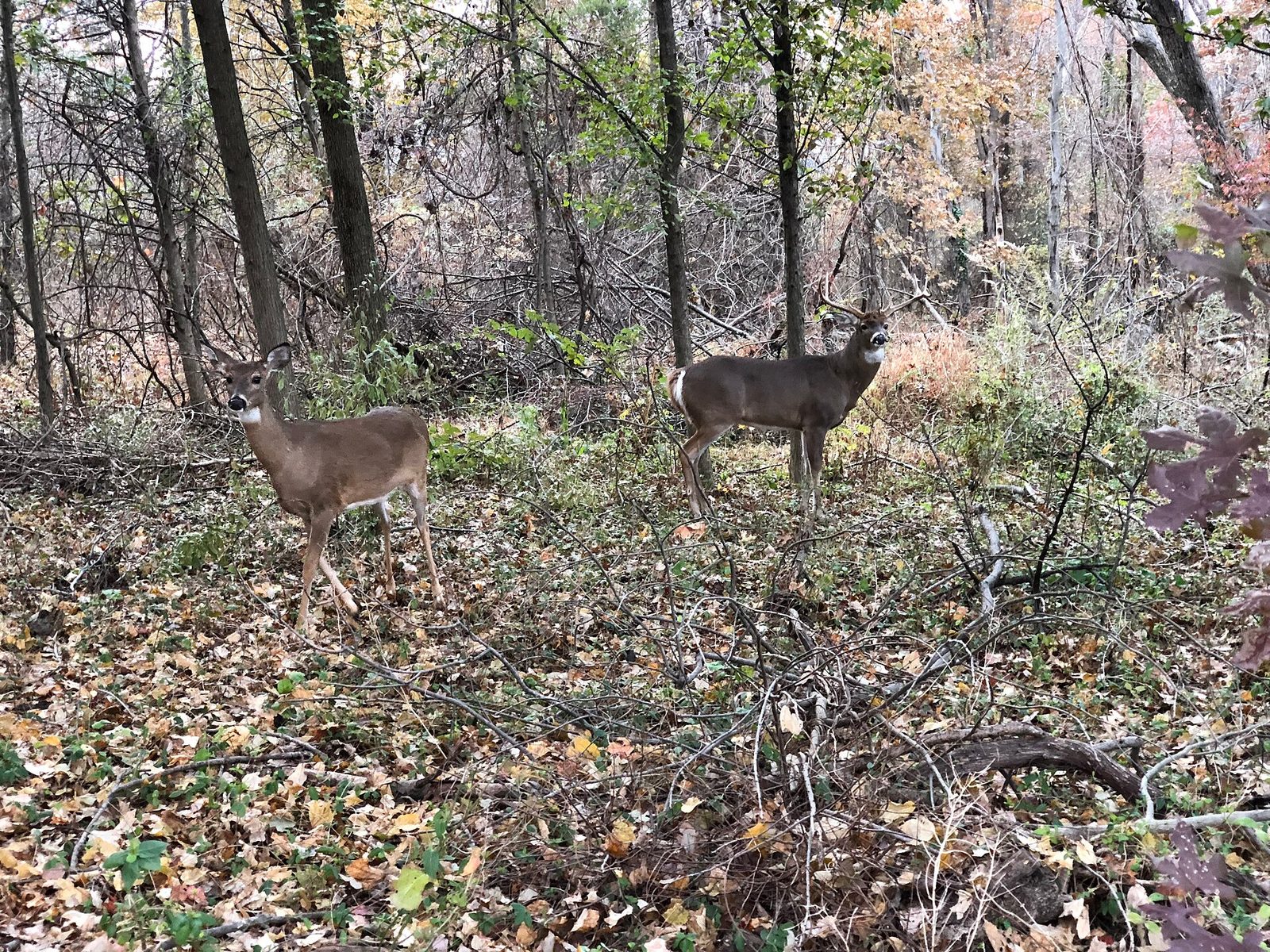 A white-tailed doe walking through autumn woods with a buck standing close behind her