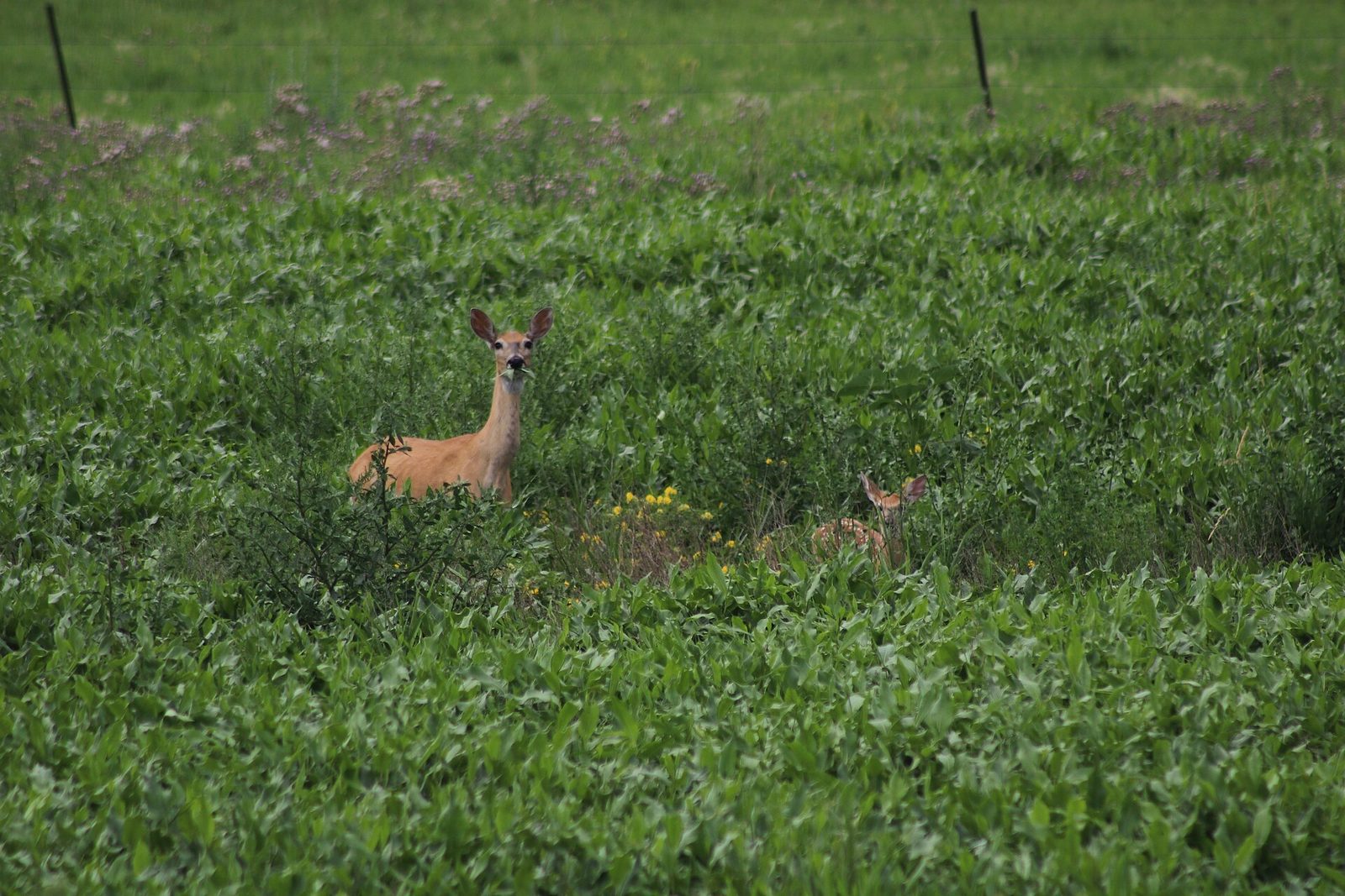 A white-tailed doe caught mid mouthful in tall summer greenery with a fawn peeking out beside her