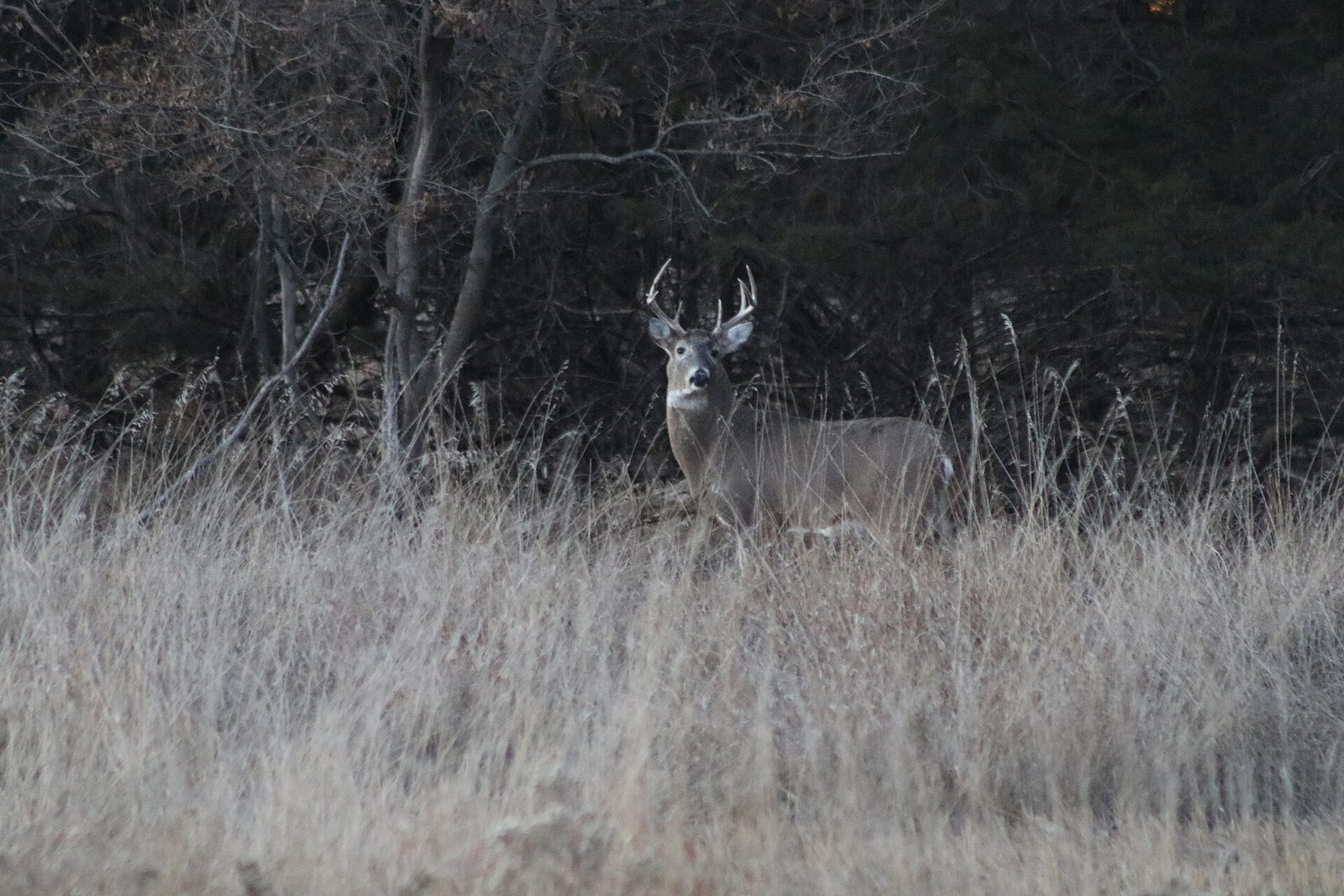 A white-tailed buck standing chest deep in tall frost grey grass at a dark woodland edge