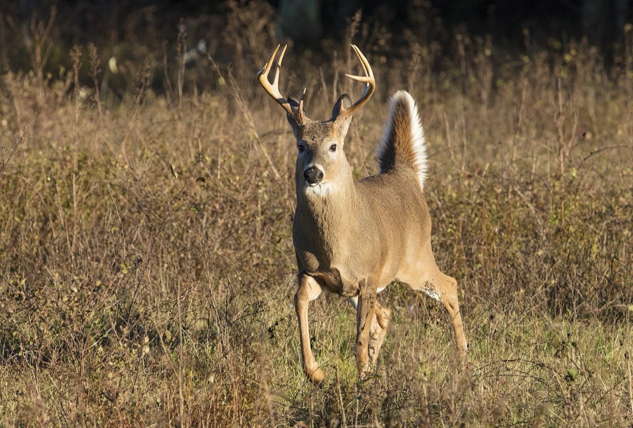 New Jersey Deer Movement Forecast: Best Days to Hunt | MyWild