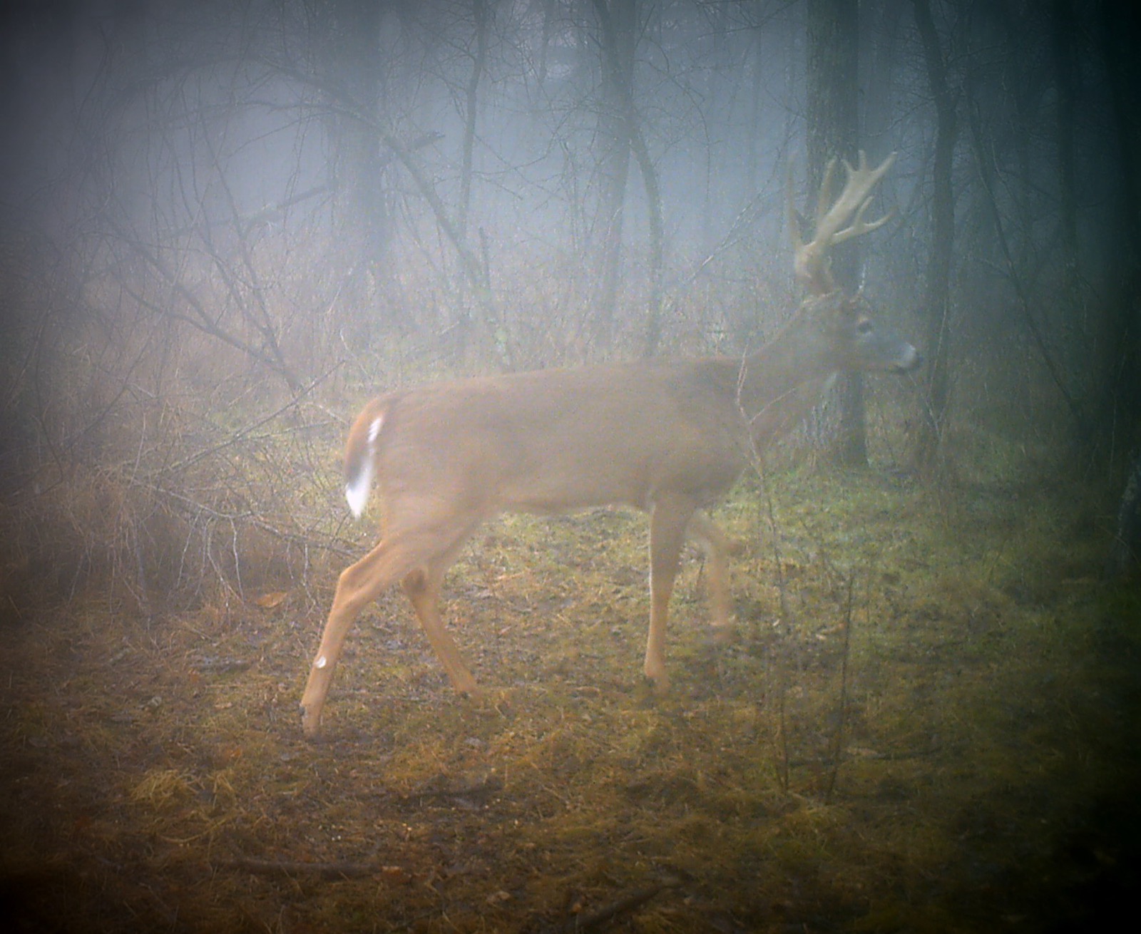 A large white-tailed buck walking left to right through a misty hardwood stand, bare branches around it and grass underfoot