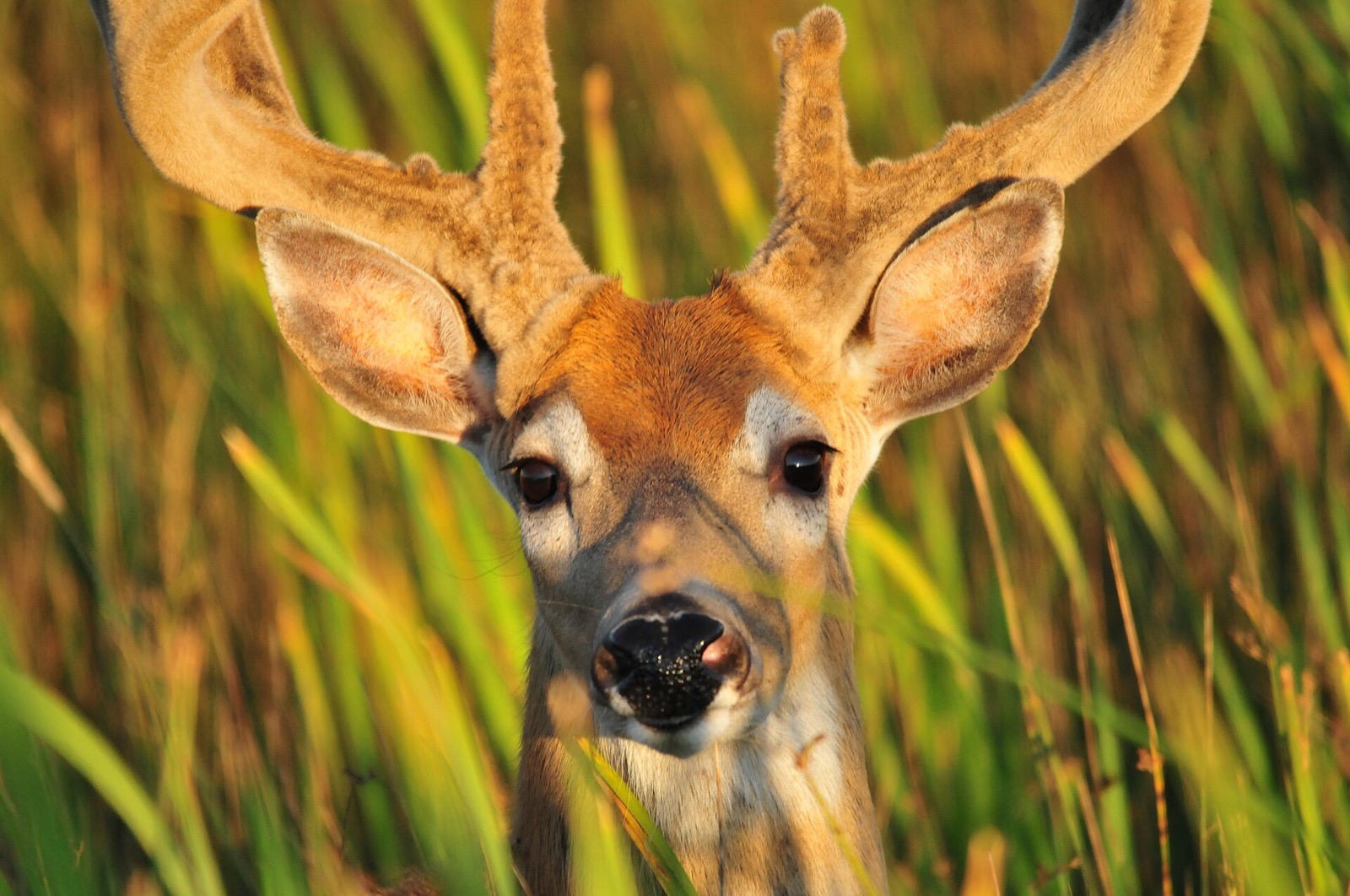 A close view of a white-tailed buck in velvet antlers looking straight at the camera through tall green grass lit by low evening sun