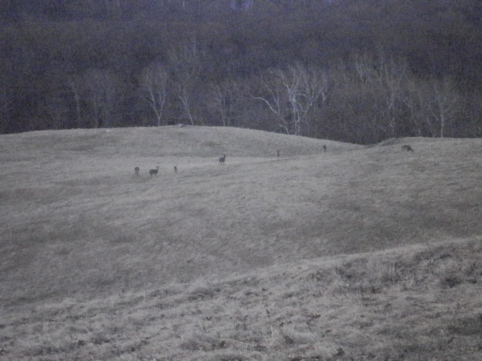 Six white-tailed deer spread across a rolling grass meadow in dim light, with a bare winter forest on the hill behind them