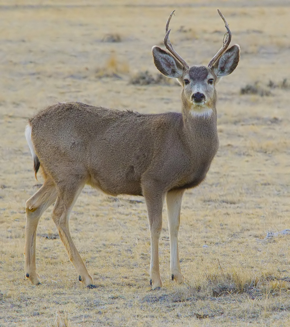 A young mule deer buck with small forked antlers and very large ears on dry winter grassland