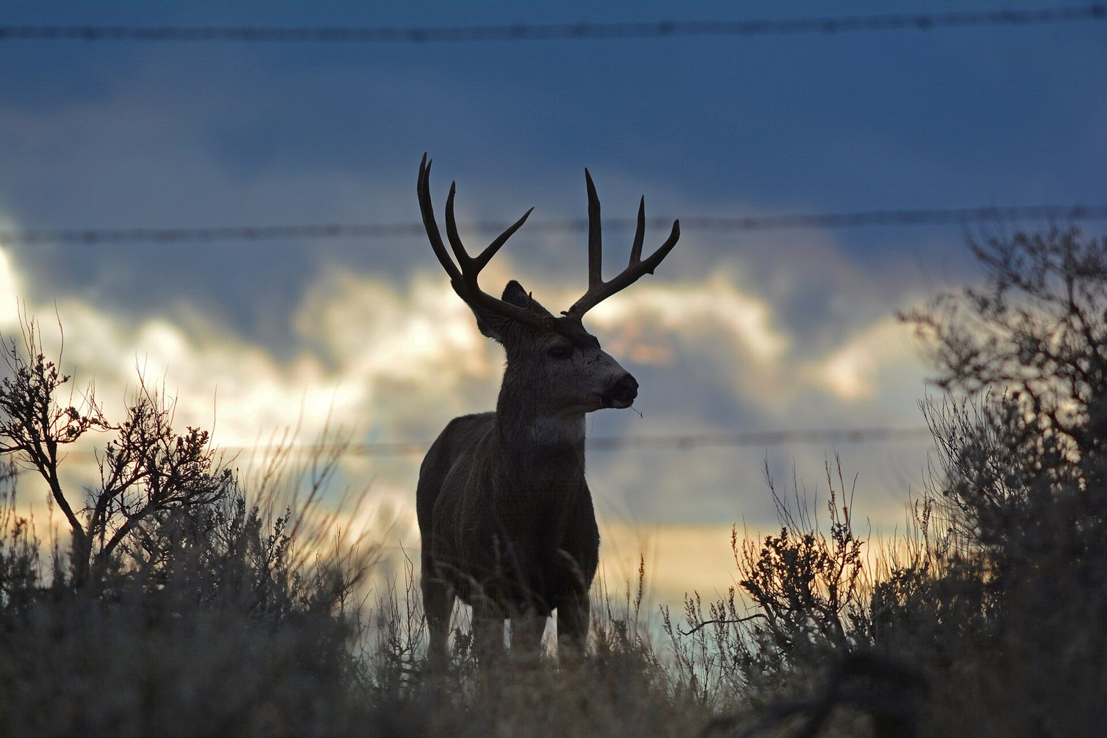 A heavy antlered mule deer buck silhouetted against a sunset sky behind a barbed wire fence