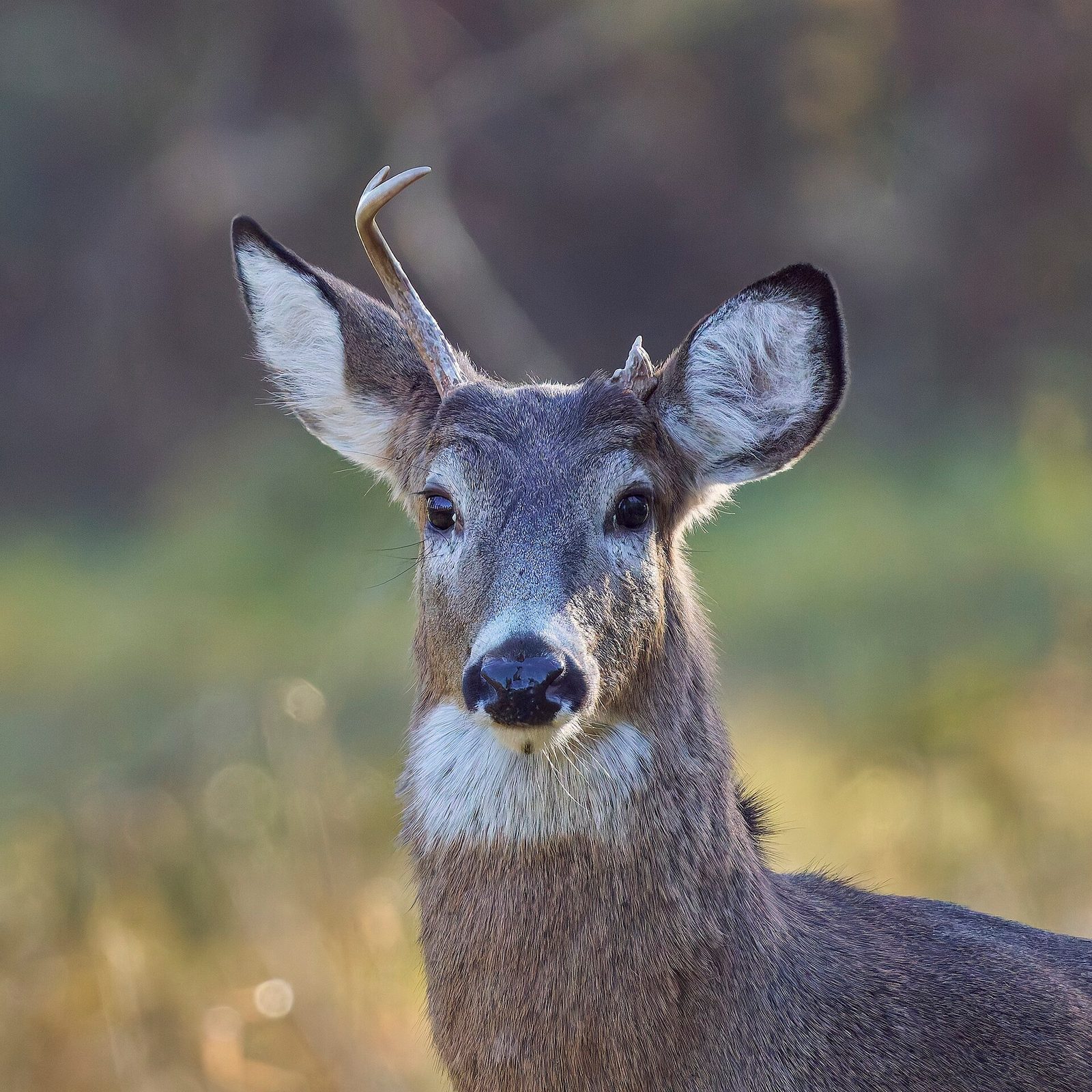 Head portrait of a young white-tailed buck with one thin antler and one broken antler base