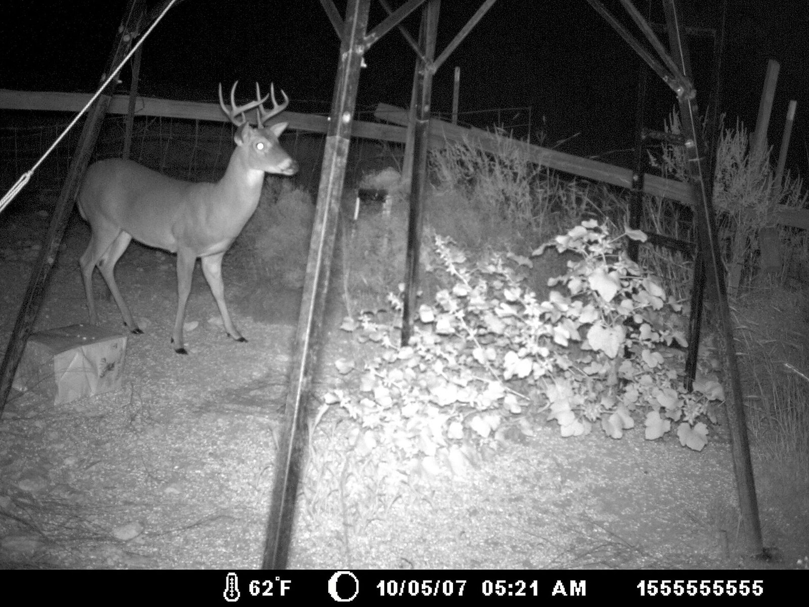 An infrared trail camera frame of a white-tailed buck standing in the dark at 5:21 in the morning