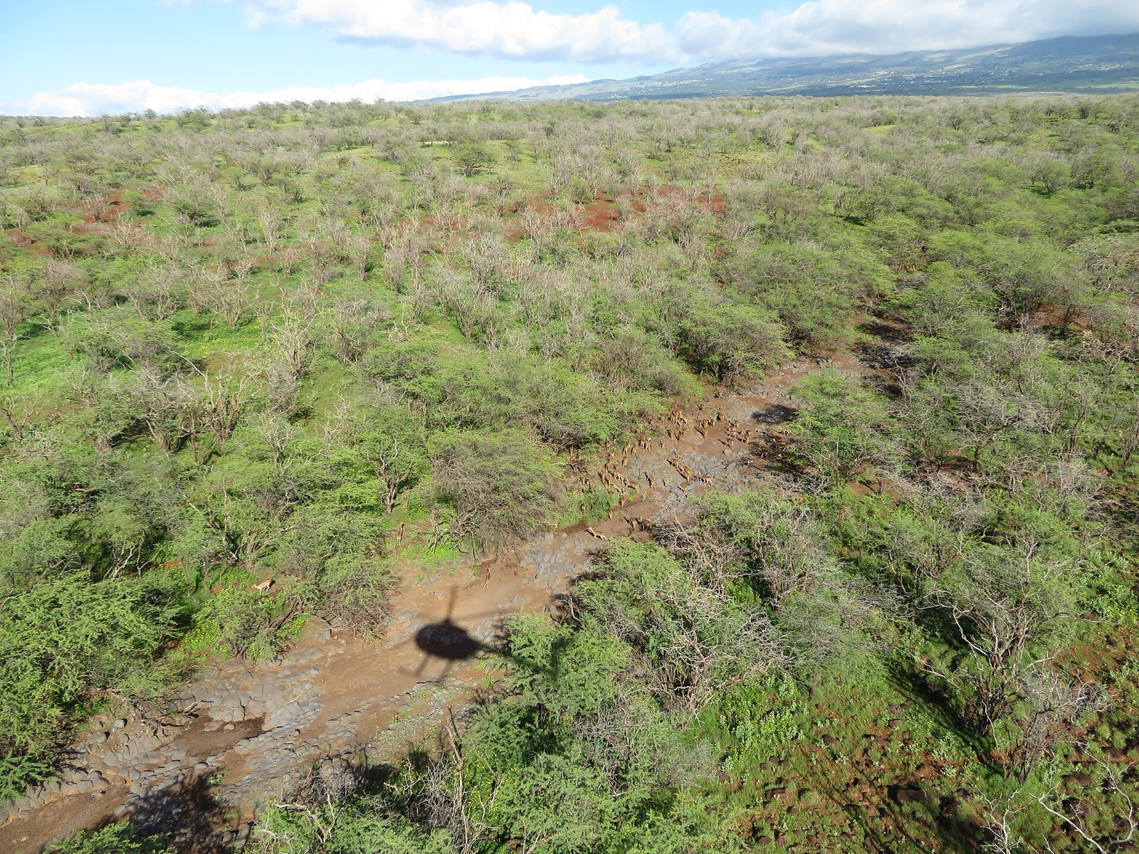 Aerial survey view of an axis deer herd crossing open ground through kiawe scrub above Kihei on Maui, the survey helicopter casting a shadow below